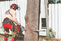 A Cajun Tree Cutters A Cajun  Tree Cutters
